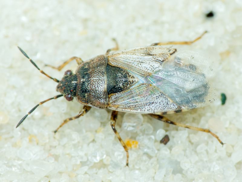 Platyplax salviae (Schilling, 1829)